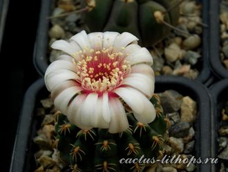 Gymnocalycium stellatum v.kleinianum ? - 5 семян