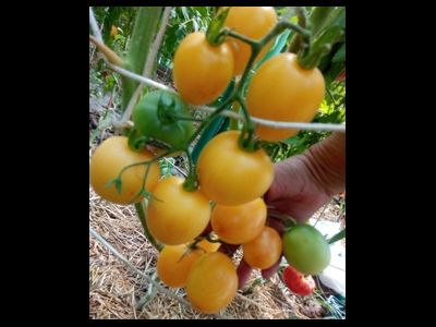 Томат Абрикосовый джем (Apricot jam)