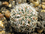 Sulcorebutia hertusii VZ 052c