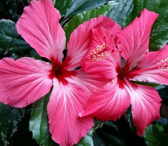 Гибискус вариегатный / Hibiscus rosa-sinensis var. cooperi ‘Carnival’