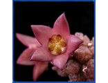 Echidnopsis