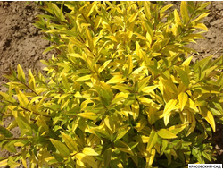 Бирючина Ауреа - Aurea