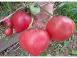 Томат KAS-21, Польша