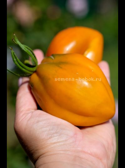 Томат Огненный гребень цвета Охра (Cresta di Fuoco), 10 шт