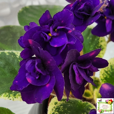 Mac's Smoldering Sapphire (G.McDonald)