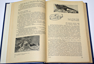 Соколов В.Е. Систематика млекопитающих. М.: Высшая школа. 1973г.