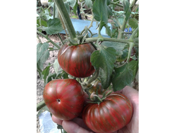 Семена томата Большой полосатый кабан