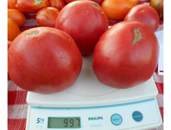 Томат Минусинские сердцевидные