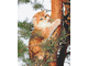 Кот на дереве Ah05521 (алмазная мозаика)  mgm-mk avmn