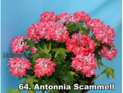 пеларгония Antonnia Scammell