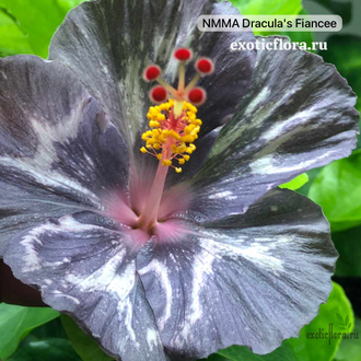 Гибискус NMMA Dracula's Fiancee