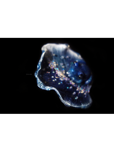 Волшебная брошь с лягушкой "Рассыпая звёздную пыль..."