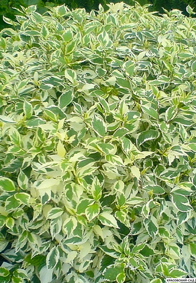 Дерен белый Элегантиссима фото в саду красовский-сад.рф