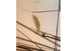 Дерматология