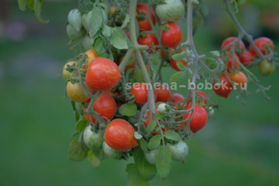 Томат Fuzzy Wuzzy (Фузи Вузи), 10 шт