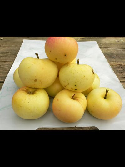 Сауле (яблоня)