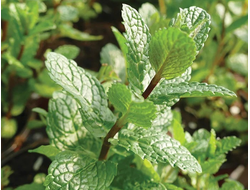 Мята сладкая (Mentha spicata) Иран, 5 мл - 100% натуральное эфирное масло
