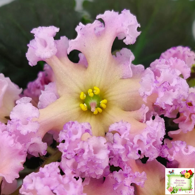 РМ-Оранжевое Лето (Н. Скорнякова) 2022 г. (детка)