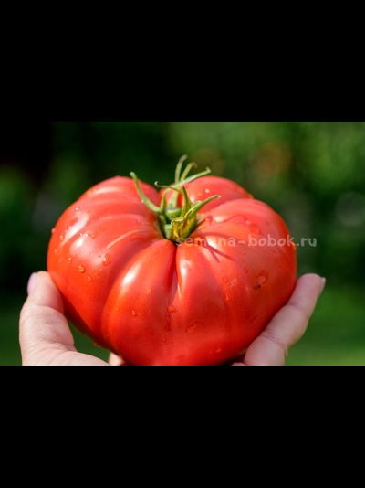 Томат Costoluto di Lenno (Костолуто ли Ленно), 10 шт