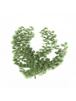 вьющиеся Виноградник Grape Vine