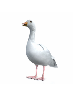 птицы Гусь 2