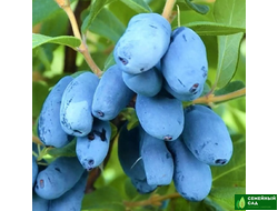 Жимолость канадская "Honey bee" (Хоней Би)