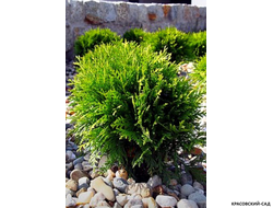 Туя Даника - Danica