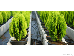 Туя Пирамидалис Ауреа - Pyramidalis Aurea