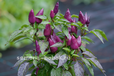 Острый перец Молли (Molly), 10 шт