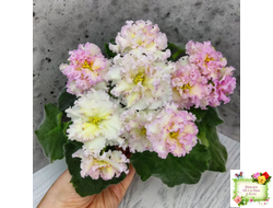 ЛЕ-Злато Скифов (Е. Лебецкая) 2015 г.