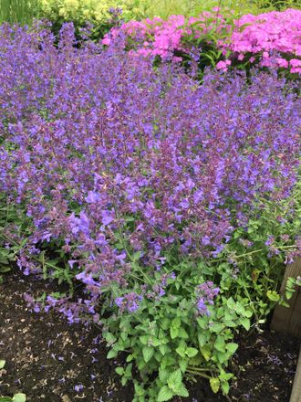 Котовник Фассена (Nepeta faassenii `Kit Cat`), ЗКС