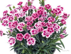 Гвоздика Pink Kisses 3шт в горшке 0,7л