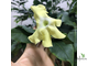 Brunfelsia Americana
