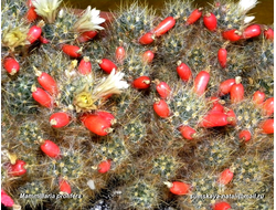 Mammillaria prolifera - 5 семян