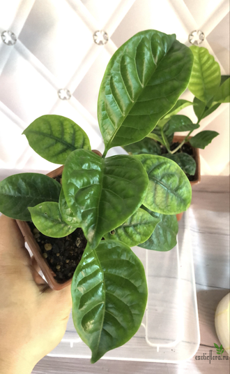 Табернемонтана Дивариката махровая