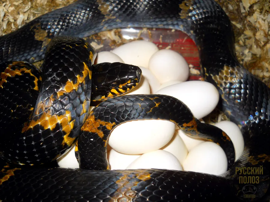 Амурский полоз, Полоз Шренка, Русский полоз, Elaphe shrenckii