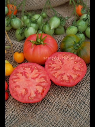 Томат Dwarf Snakebite (Гном Укус Змеи), 10 шт