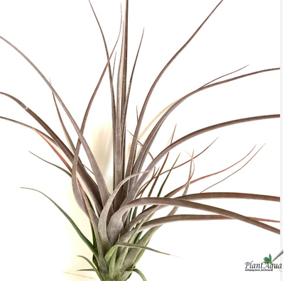 Тилландсия Streptophylla x novakii