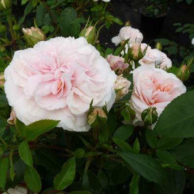 Сабрина (Sabrina)