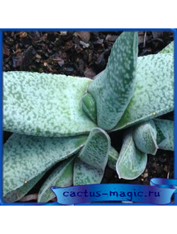 Gasteria glauca