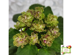 Allegro Pink Pistachio (J.Stromborg) (10765) 06/25/2015