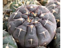 Gymnocalycium riojense VG-689 (D=25-30mm)