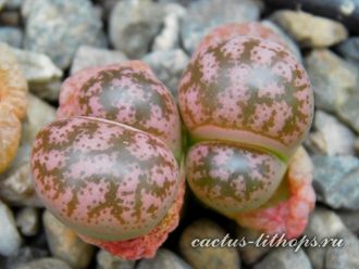 Lithops coleorum C396 - 10 семян