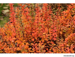 Барбарис Поувов - Powwow