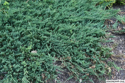 Можжевельник горизонтальный Джейд Ривер