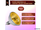 Muller Licht HLRG-520FG/Gold BAB/C 20w 12v 36° GU5.3