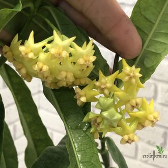 Hoya Platicaulis yellow flowers