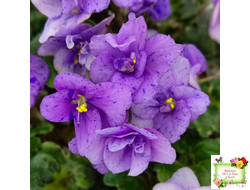 Skagit Victory Trails (W. Lindstrom)  (5659) 01/30/1984 трейлер