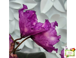 Nik-Кони в Яблоко  (Н. Булко) 2022 г. (пестролистный лонг)