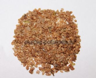 Ботанические семена картофеля Свитанок Киевский